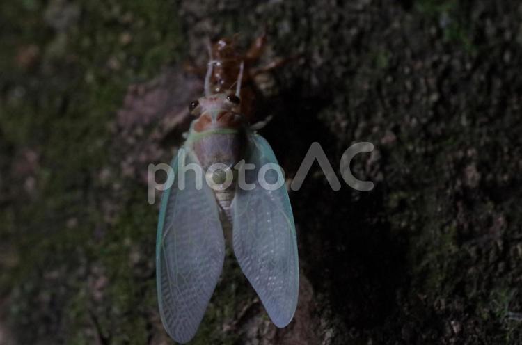 夜中のセミの脱皮 セミ,脱皮,蝉の写真素材