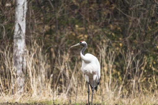 初春の原野に佇むタンチョウ タンチョウ,鶴,野鳥の写真素材