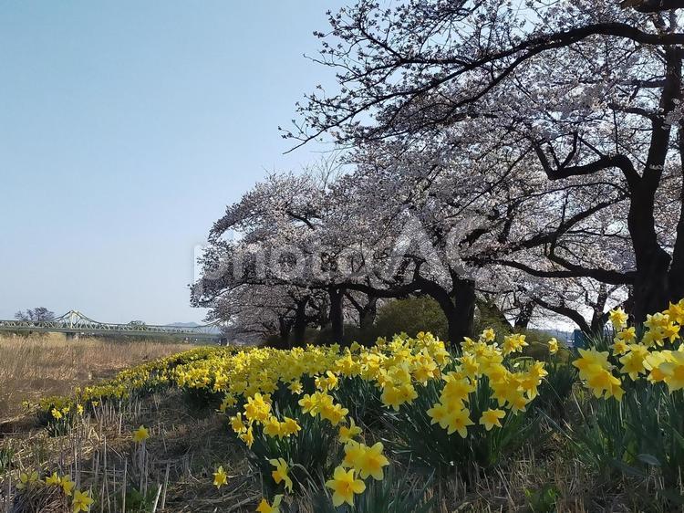 桜並木と水仙 さくら,春,自然の写真素材