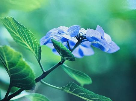 紫陽花 梅雨の花 紫陽花 梅雨の花の写真