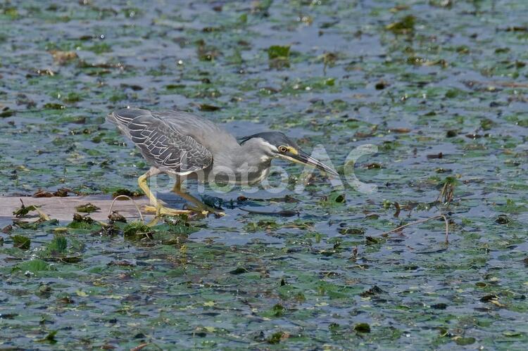 魚を狙うササゴイ ササゴイ,サギ,野鳥の写真素材