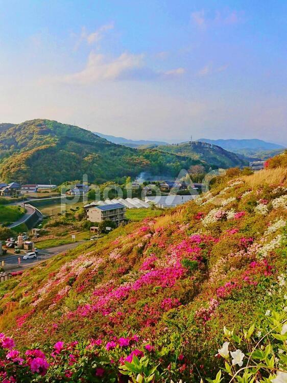 田舎のつつじ畑 風景,自然,花の写真素材
