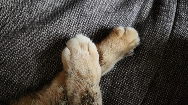 Photo, hand, forefoot, cat, 