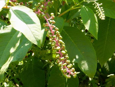 【植物写真】ヨウシュヤマゴボウ 【植物写真】ヨウシュヤマゴボウの写真