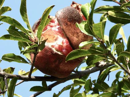 実のなる木 植物,実,川辺の写真素材