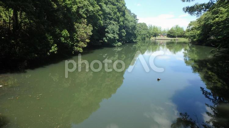 公園の池と青空と雲 公園,広場,池の写真素材