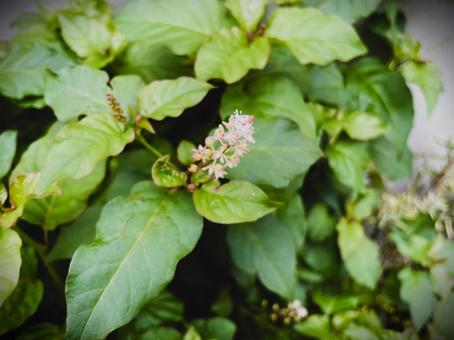 ジュズサンゴの花(ハトベリー)113 ジュズサンゴの花(ハトベリー)113の写真