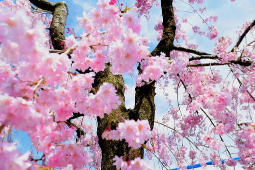 桜 桜,さくら,サクラの写真素材