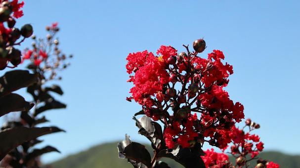 初秋の河口湖畔の真っ赤なサルスベリの花 初秋の河口湖畔の真っ赤なサルスベリの花 サルスベリ,花,初秋の写真素材