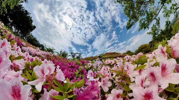 青空と満開のつつじの写真