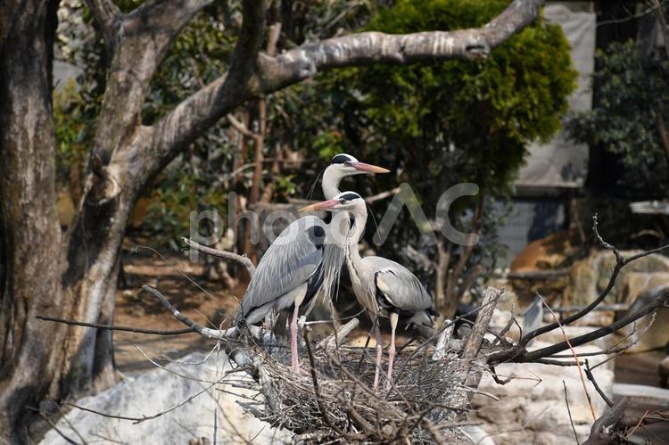 アオサギのカップル アオサギのカップル 鳥,アオサギ,自然の写真素材