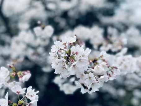 cherry blossoms, JPG
