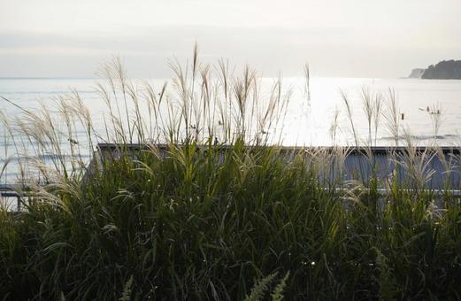 海岸線のススキ 海岸線のススキの写真