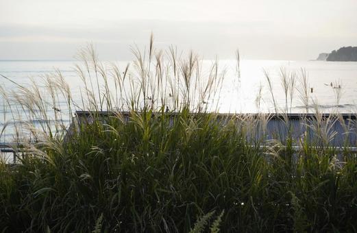 Japanese pampas grass on the coastline, sera, mare, sera, JPG