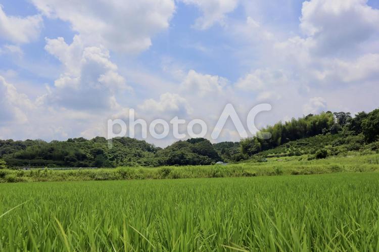 夏の田んぼの風景 空,風景,自然の写真素材