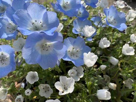Nemophila, JPG Nemophila, nemophila, nemofila, azul, JPG