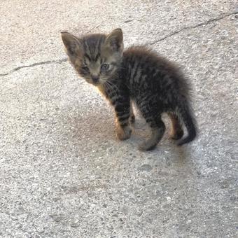 子猫 子猫の写真
