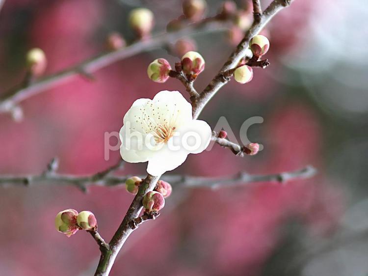 春の風景　梅の花 春,梅林,梅の写真素材