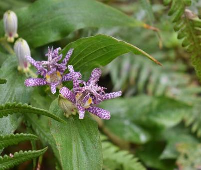 庭のホトトギス②の写真