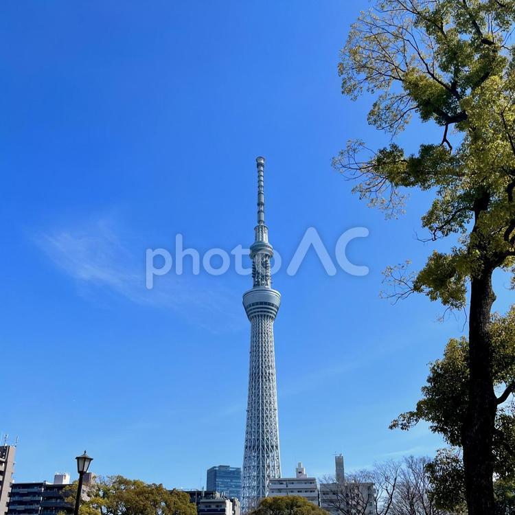 墨田公園から見るスカイツリーと青空 スカイツリー,墨田公園,青空の写真素材