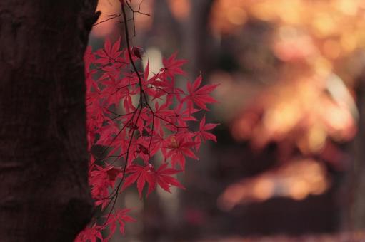 Photo, autumn, maple, october, 