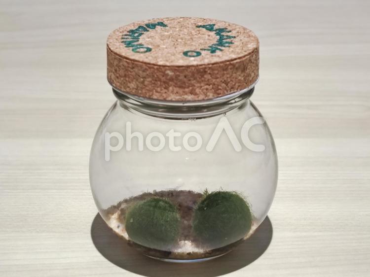 阿寒湖のマリモ まりも,阿寒湖,マリモの写真素材