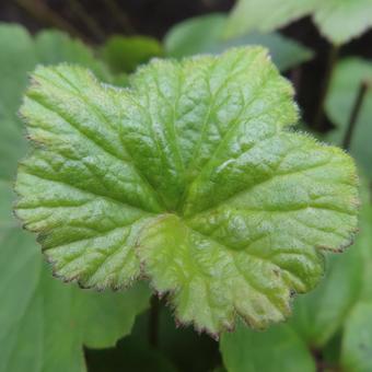 シュウメイギク（秋明菊）の写真