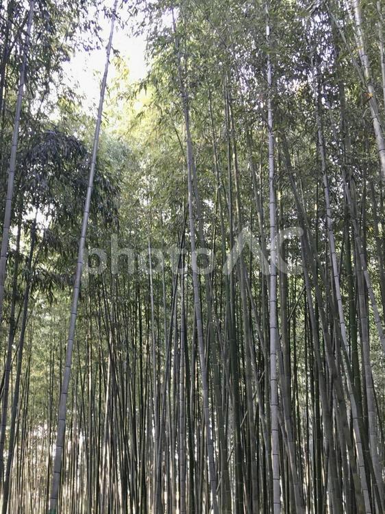 嵐山　竹林の小径 竹林の小径,嵐山,京都の写真素材
