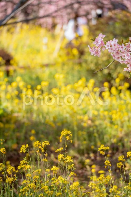 あぐりパーク嵯峨山苑に咲く河津桜と菜の花 春,桜,河津桜の写真素材