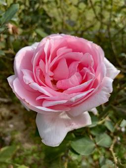 バラ　薔薇　花 バラ,薔薇,花の写真素材