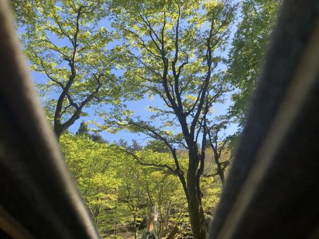 ハンモックからの風景 ハンモックからの風景 木,ハンモック,布団の写真素材