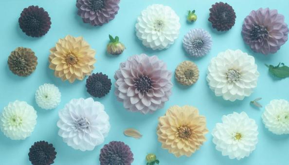 秋の花 ダリア 秋の花 ダリアの写真