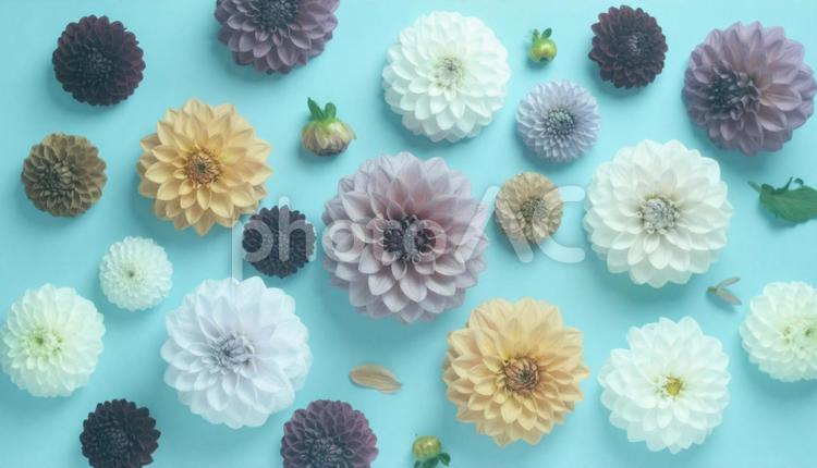 秋の花　ダリア ダリア,秋,花の写真素材