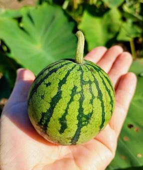 ちいさなスイカ2 ちいさなスイカ2の写真