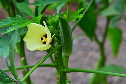 オクラとオクラの花 オクラとオクラの花の写真