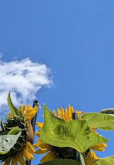 ひまわり 景色,ひまわり,向日葵の写真素材
