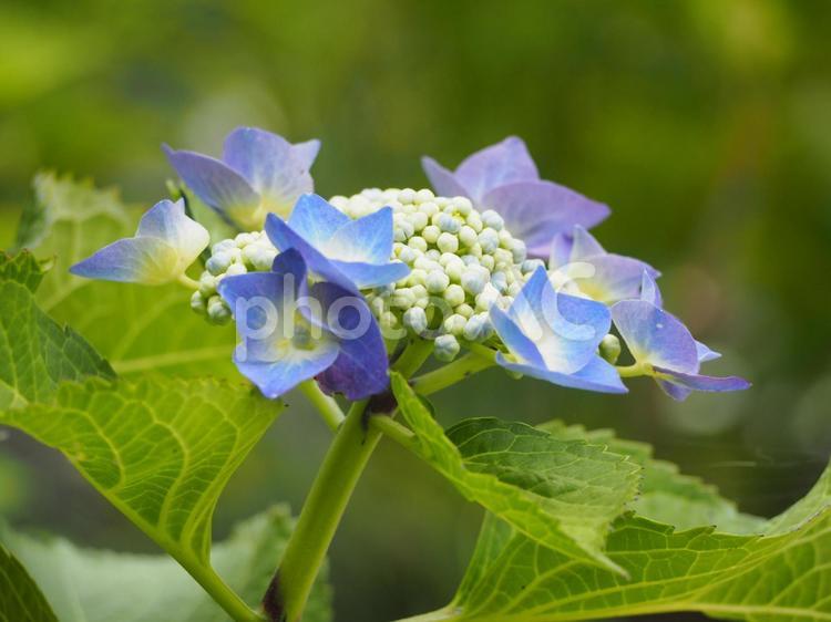 ガクアジサイ アジサイ,あじさい,紫陽花の写真素材