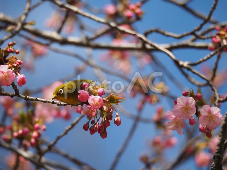 寒桜とメジロ 桜,サクラ,さくらの写真素材