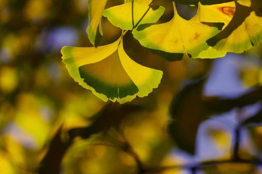 いちょう　銀杏　黄葉　秋 イチョウ,銀杏,黄葉の写真素材