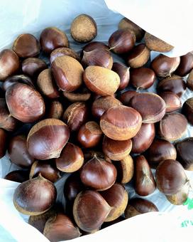 ビニール袋に入ったたくさんの栗 栗,栗拾い,ビニール袋の写真素材