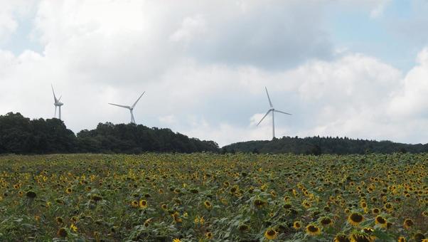 風車とヒマワリ 風車とヒマワリ 自然,風景,景色の写真素材