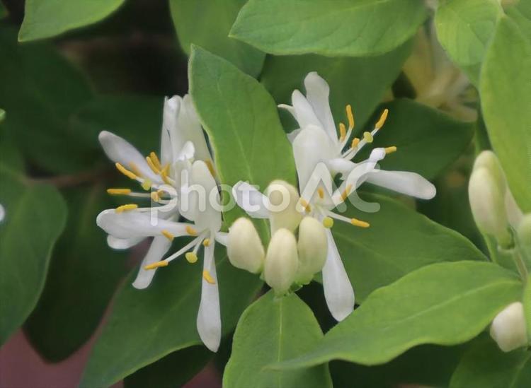 協力を得る 自然,キンギンボク,花の写真素材
