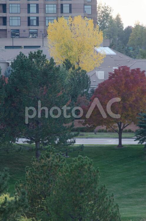 色とりどりの木々2 木,秋,紅葉の写真素材
