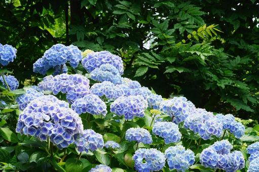 Photo, hydrangea, may, fresh colors, 