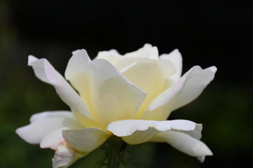 白薔薇 花,植物,秋の写真素材