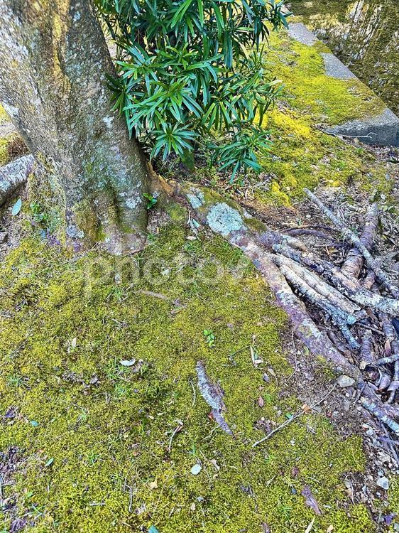 神内神社　境内近辺 子安神社,こうのうちじんじゃ,自然岩の写真素材