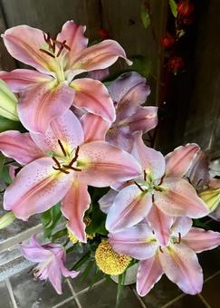 花★オリエンタルハイブリッド(百合) オリエンタルハイブリッド,百合,ユリの写真素材