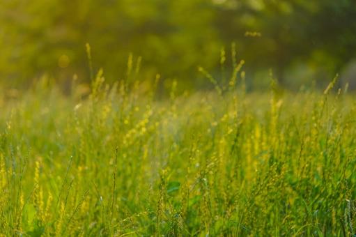 The glow of the grass on a summer day, JPG