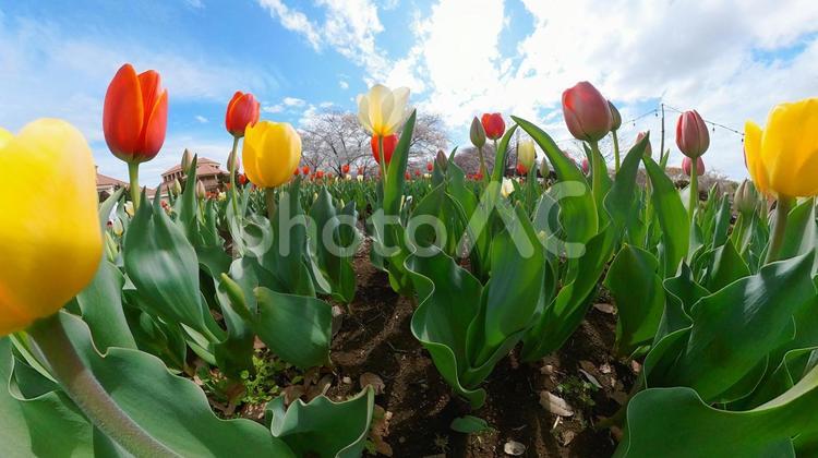 チューリップ花壇の地面から青空を見上げる チューリップ,青空,見上げるの写真素材