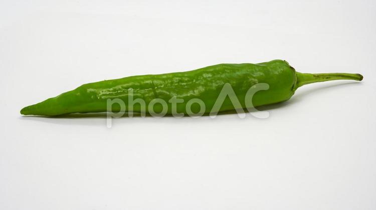 一本の新鮮な青唐辛子（ししとう） 青唐辛子,ししとう,野菜の写真素材